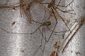 Trichocylus_nigropunctatus_D3660_Z_80_Hamelin pool_Australie